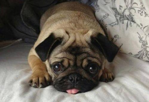 巴哥犬可以吃小瓜嘛视频,揭秘小瓜是否适宜