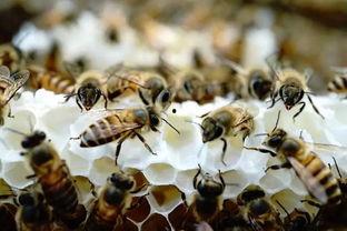 带你吃瓜关于蜜蜂的视频,带你走进甜蜜的蜂巢世界