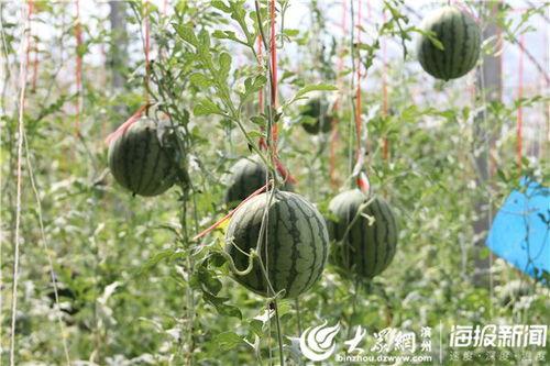 贵州兴义吃瓜事件视频,一场引发热议的街头冲突瞬间