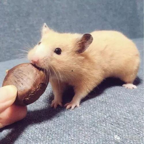 带你吃瓜仓鼠视频,揭秘“带你吃瓜仓鼠”的趣味生活