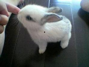 宠物兔吃瓜视频播放器,宠物兔吃瓜视频播放器趣味瞬间