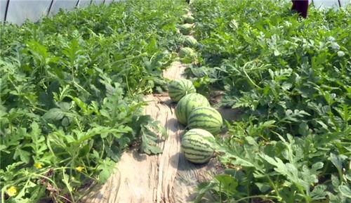 西昌吃瓜事件视频最新,一场网络热议背后的真相揭秘