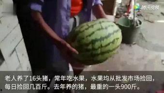 吃瓜网的视频在哪里看到,吃瓜网热门视频幕后制作过程