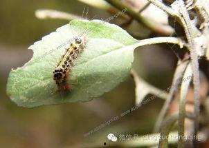 吃瓜叶子的害虫图片视频,瓜叶害虫识别与防治攻略