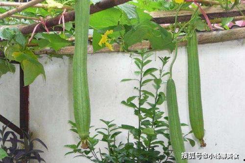 丝瓜叫嫩瓜吗怎么吃的视频,家常烹饪技巧大公开