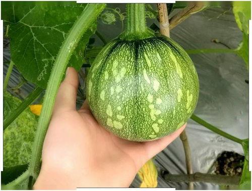 黄吊瓜好吃吗怎么吃视频,视频教你如何品尝佳肴