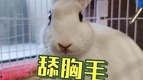 很火的吃瓜事件视频下载,视频下载背后的真相与争议