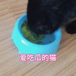 宠物猫吃瓜视频,宠物猫吃瓜视频大盘点