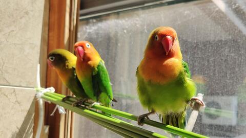 鹦鹉可以吃小凤瓜吗视频,鹦鹉食用小凤瓜的安全性探讨