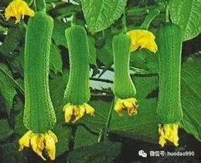 高密吃瓜最新消息今天视频,揭秘今日热门视频背后的惊人真相！”