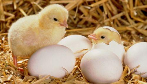 小鸡吃生瓜有毒吗视频讲解