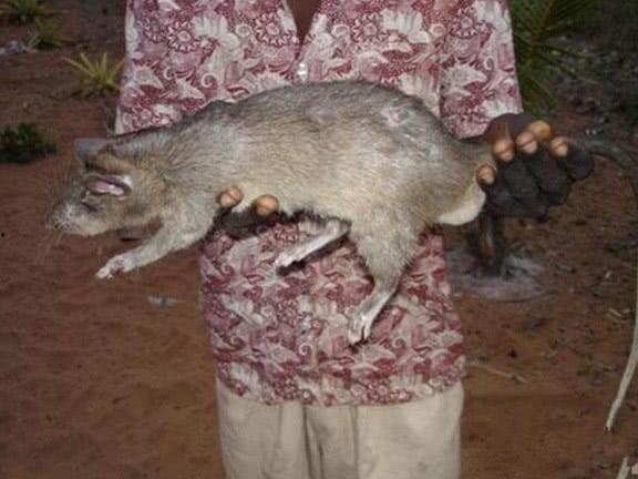 吃鼠瓜会不会长胖呀视频,揭秘其热量与增胖风险