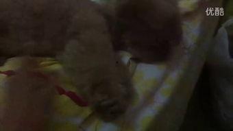 认真吃瓜的小视频,揭秘娱乐圈那些事儿