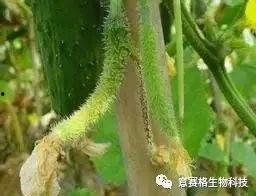 瓜哥吃瓜毛毛虫视频大全,瓜哥带你领略吃瓜毛毛虫的趣味瞬间